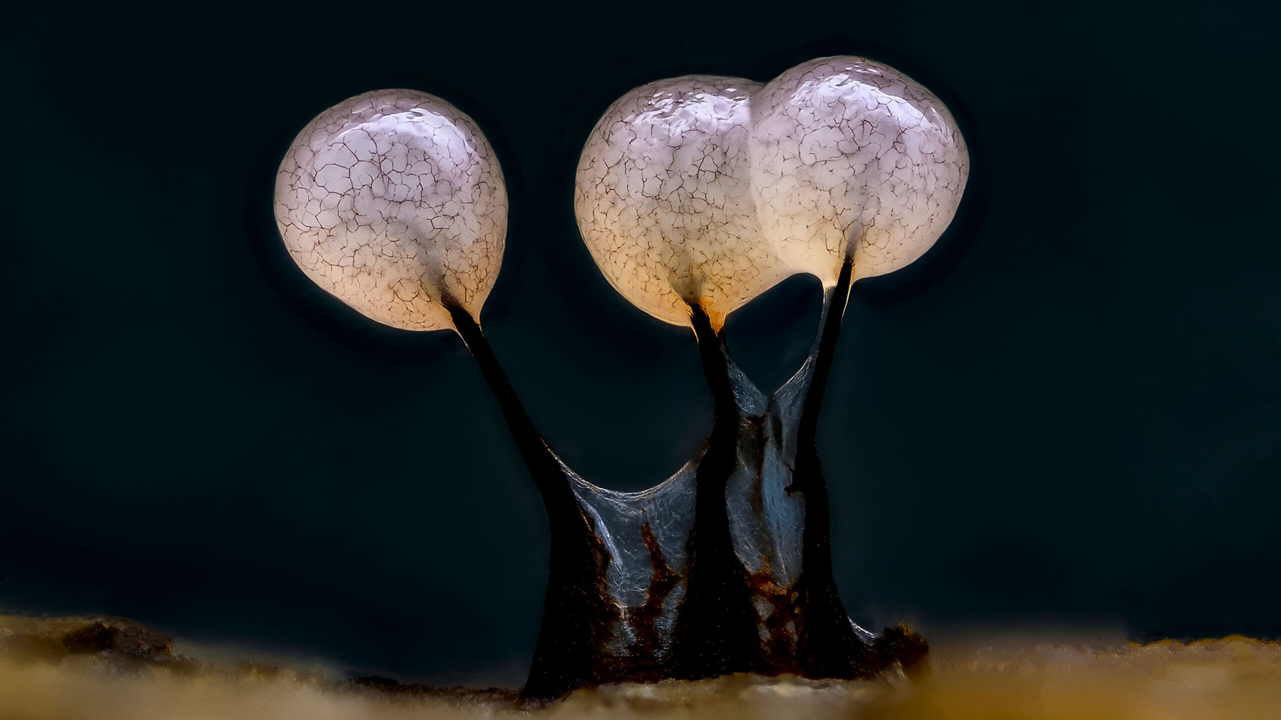 Program hösten 2025